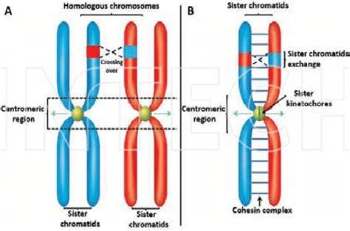 What is an organism with pairs of chromosomes called?