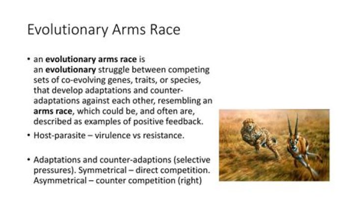 What is arms race in simple words?
