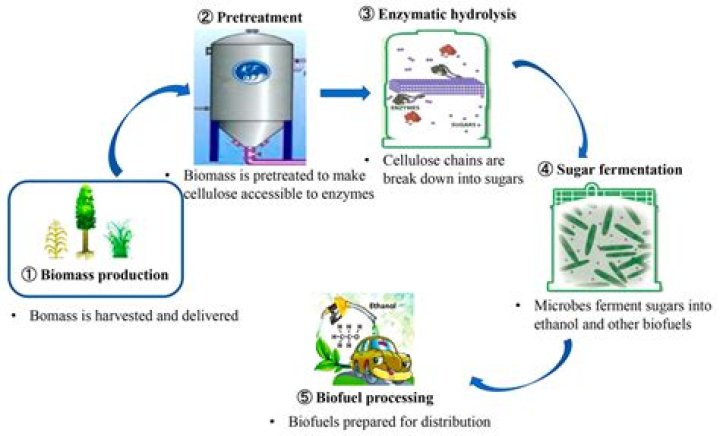 What is bacterial hydrolysis?