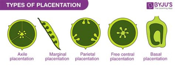 What is basal placentation example?