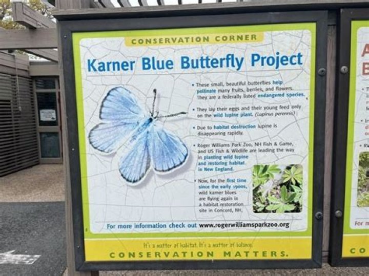 What is being done to save the Karner blue butterfly?