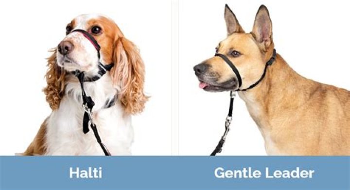 What is better Halti or Gentle Leader?