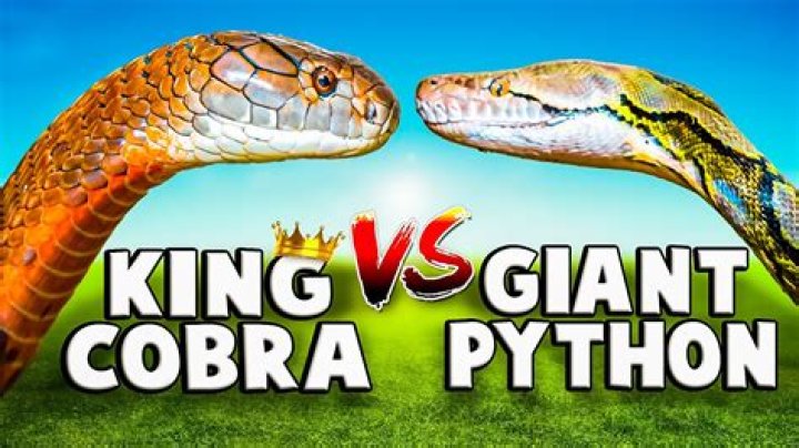 What is bigger king cobra or python?