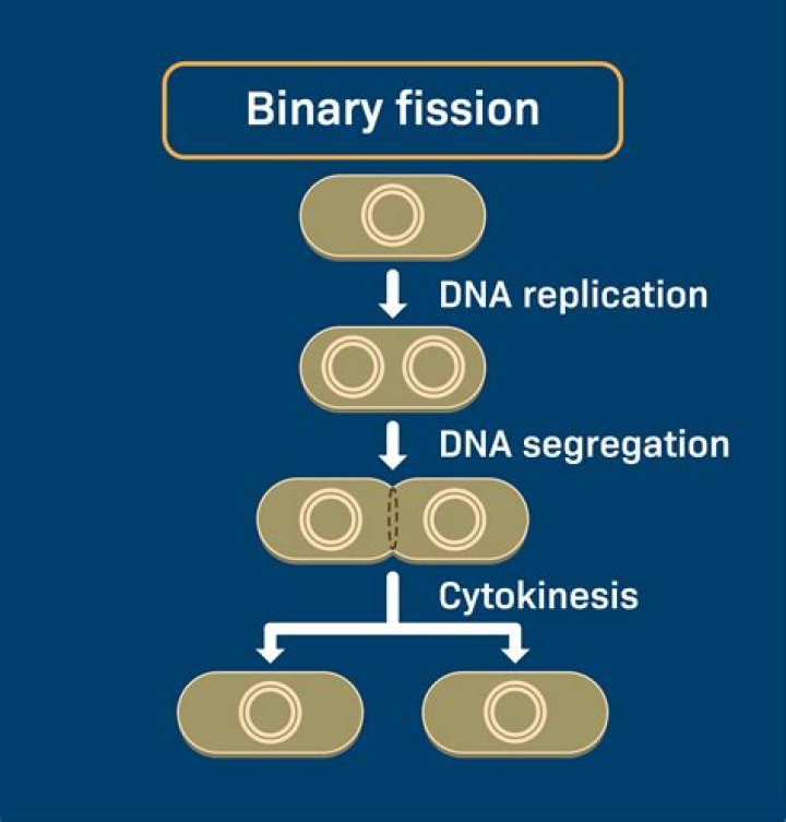 What is binary construct?