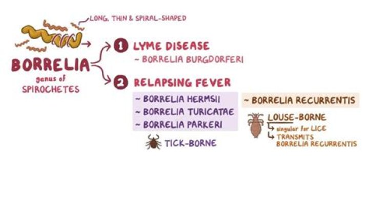 What is Borrelia serology?