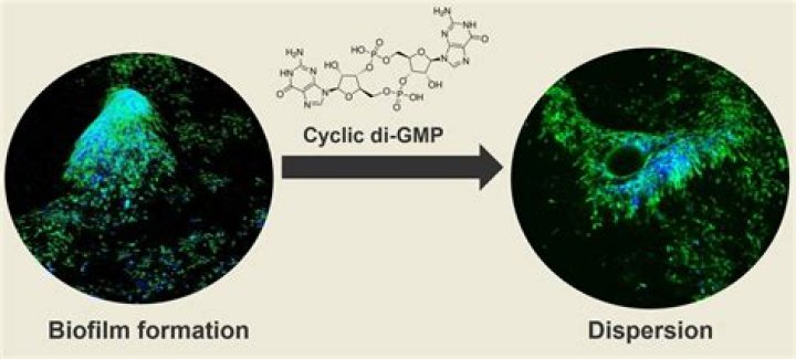 What is C Di-GMP biofilm?