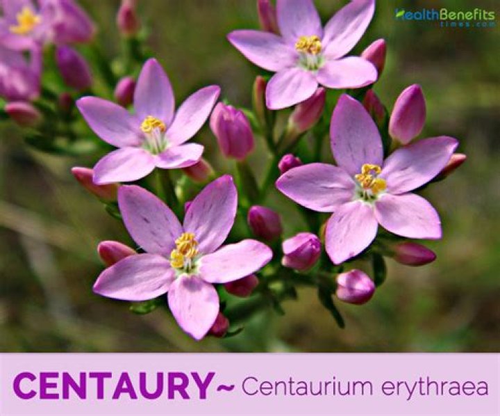 What is centaury good for?