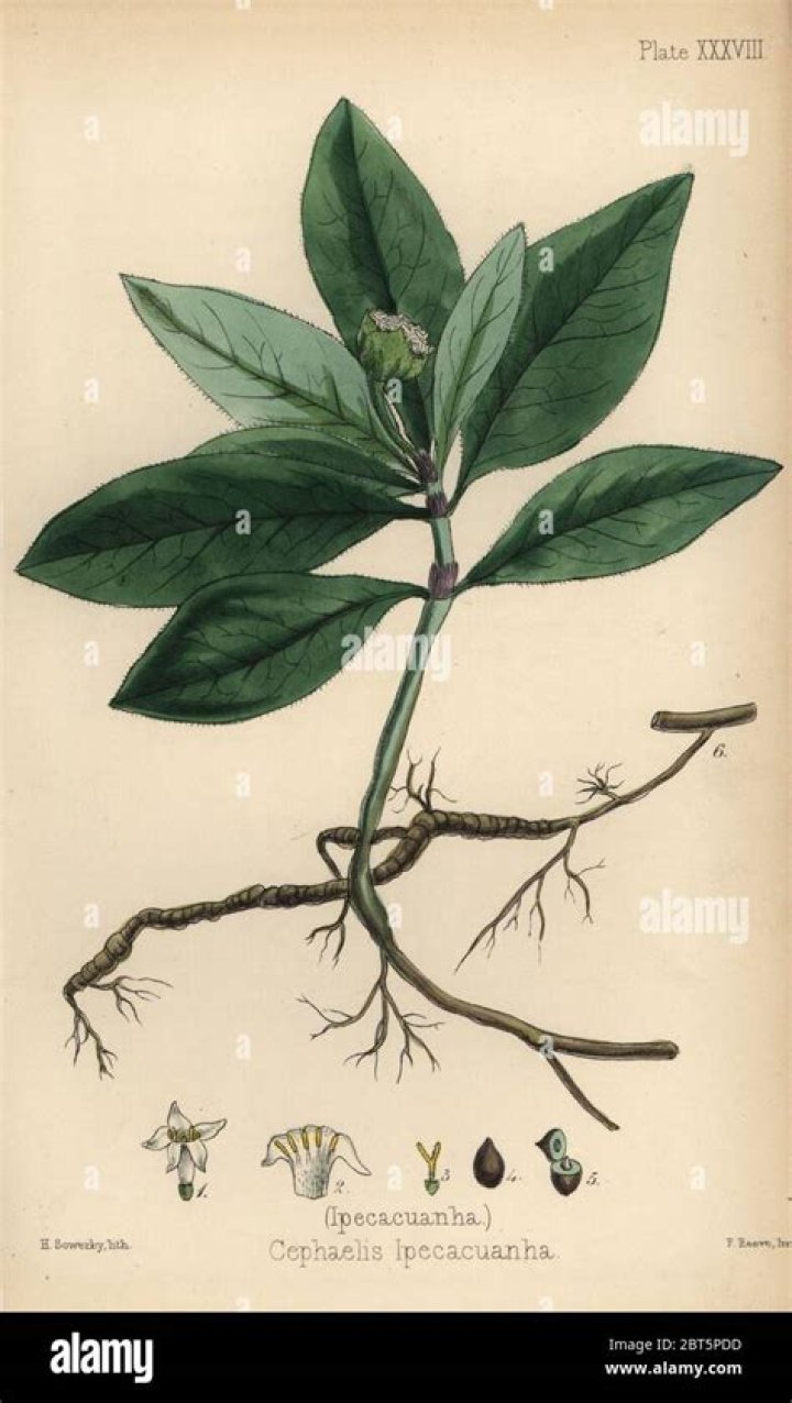 What is Cephaelis ipecacuanha used for?