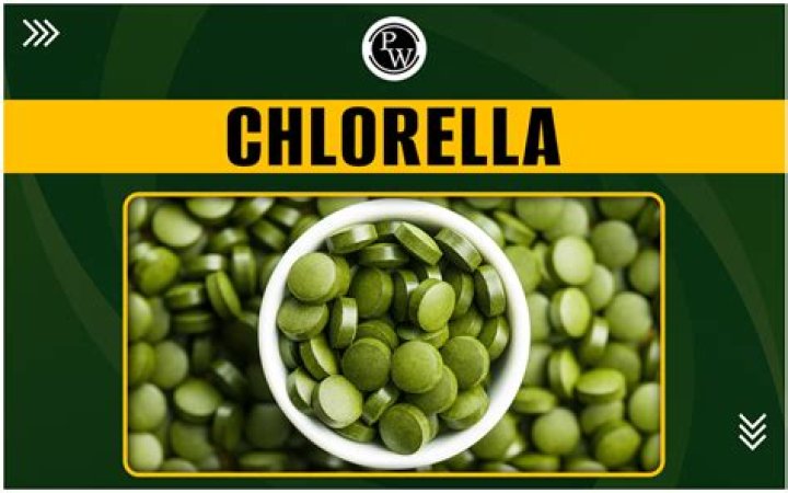What is Chlorella vulgaris used for?