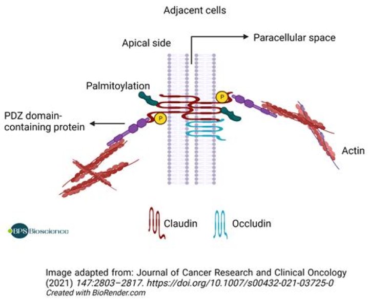 What is claudin protein?