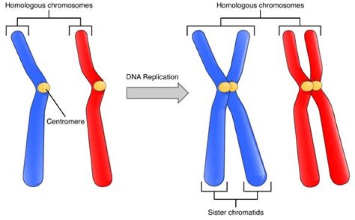 What is compaction of chromosomes?