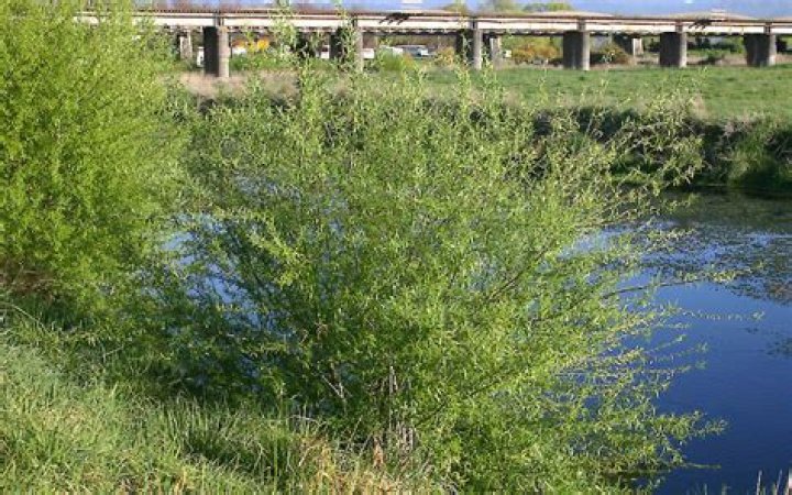 What is crack willow used for?
