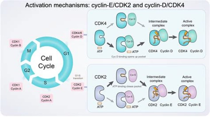 What is cyclin D responsible for?