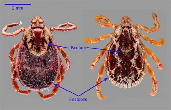 What is dermacentor SPP?