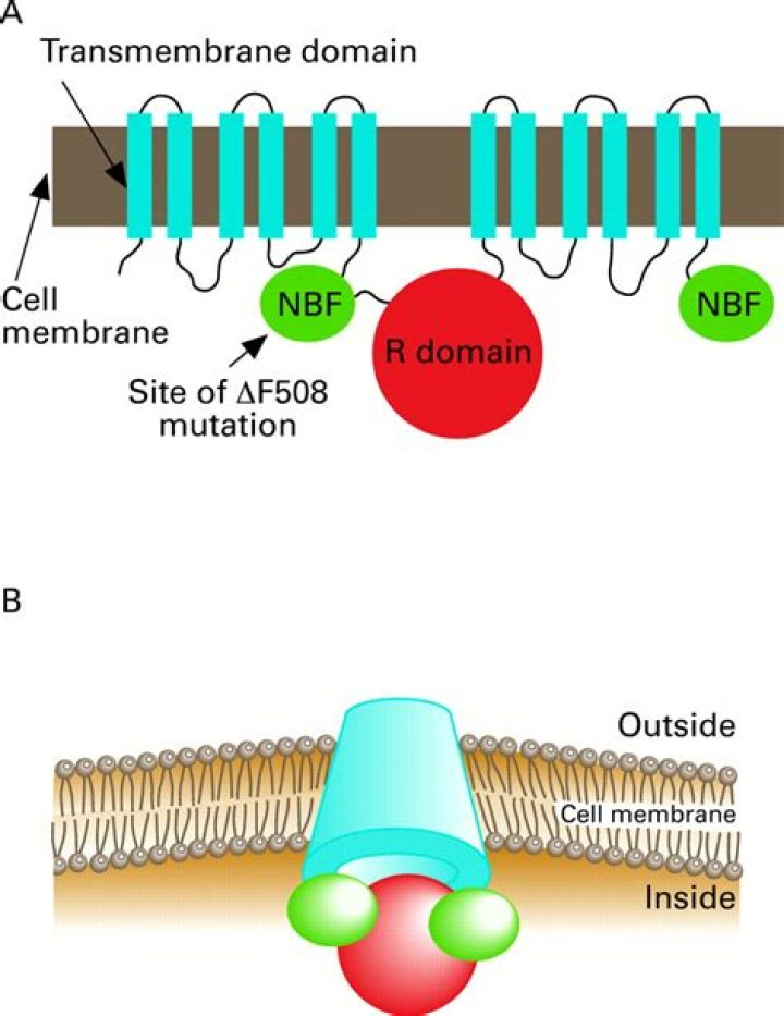 What is df508 mutation?