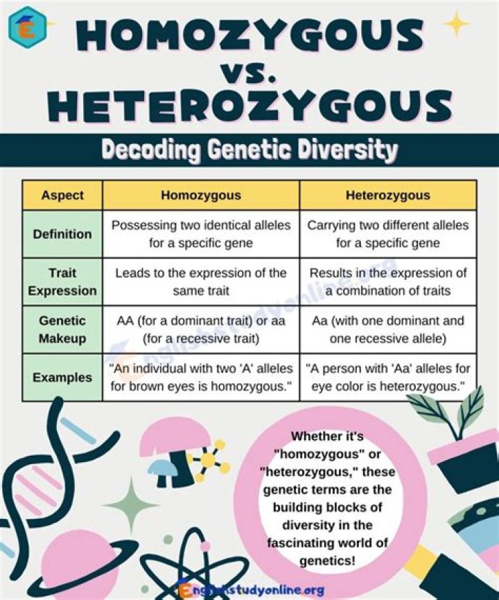What is difference between homozygous and heterozygous?
