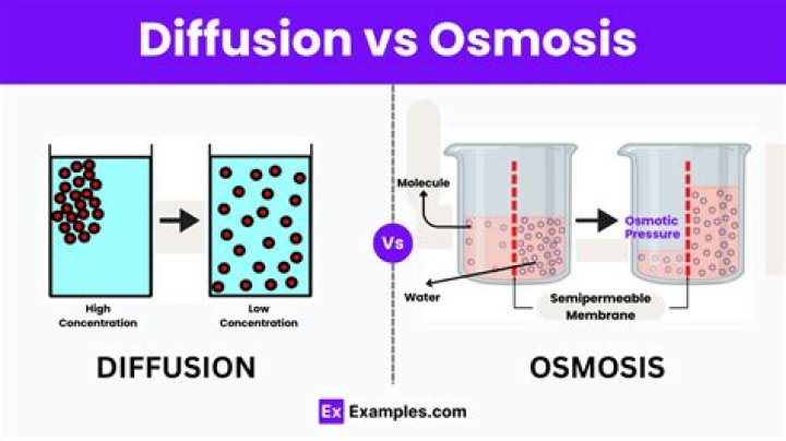 What is diffusion and osmosis?