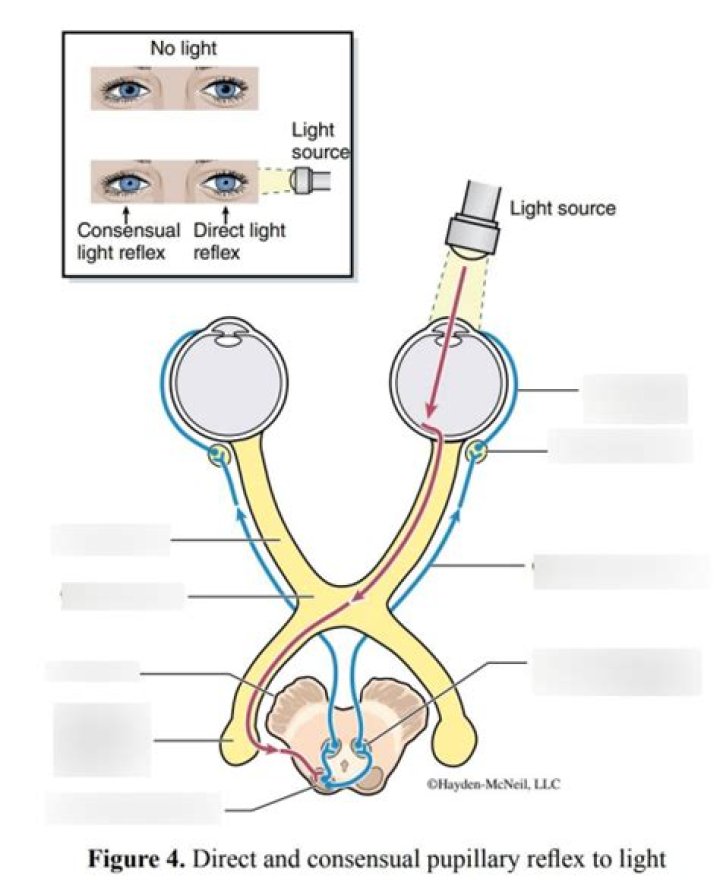 What is direct and consensual pupillary reflex?