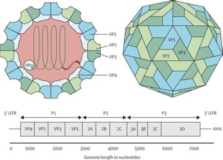 What is EV71 virus?