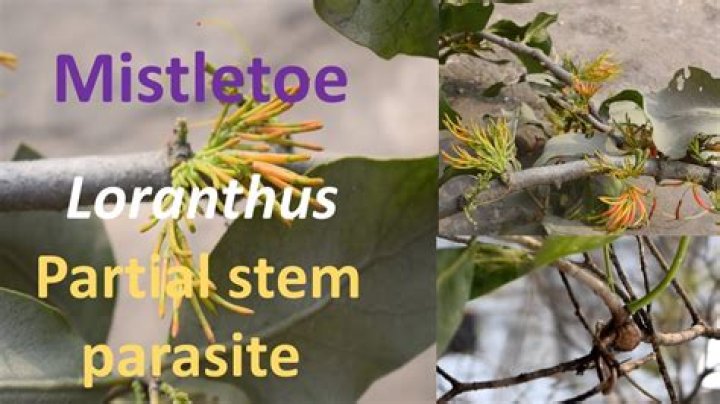 What is example of partial parasite?