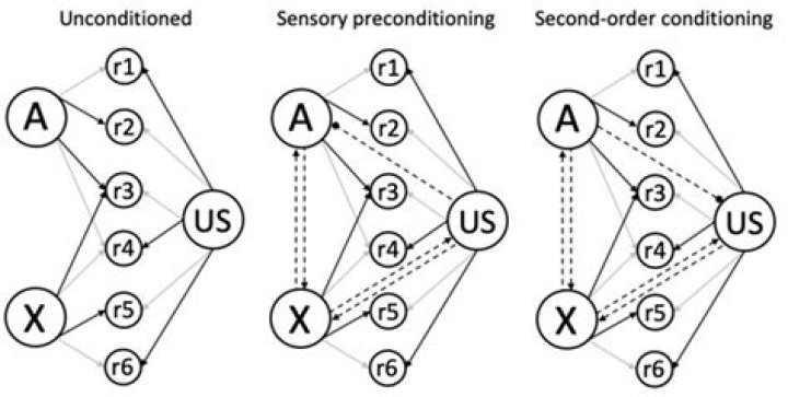 What is excitatory conditioning?