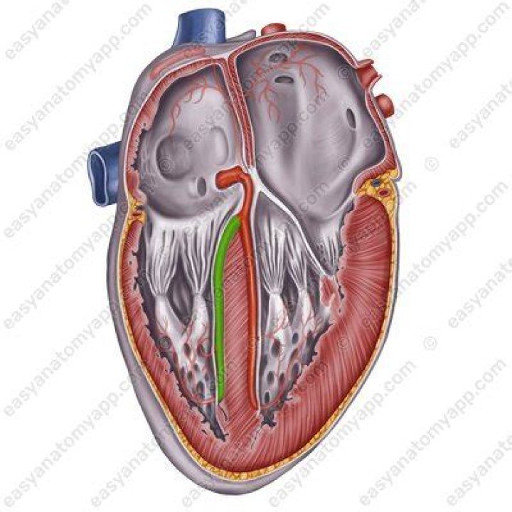 What is fasciculus atrioventricularis?