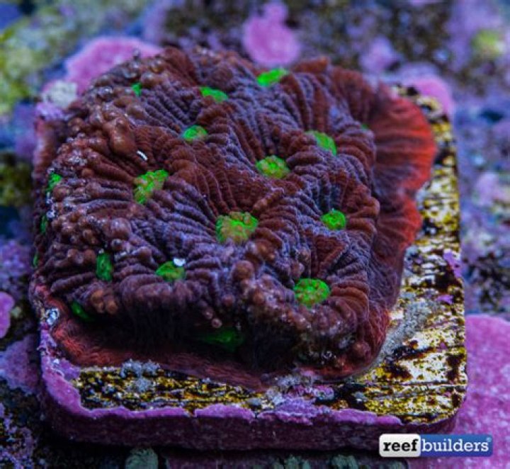 What is Favites coral?