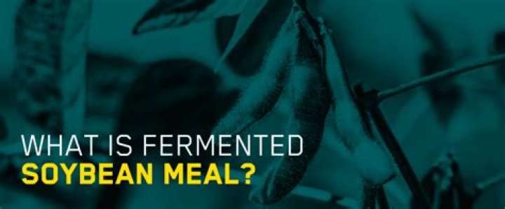 What is fermented soy bean?