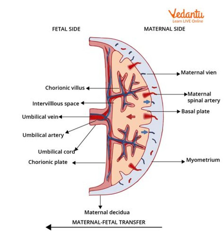 What is Fetoplacental blood volume?