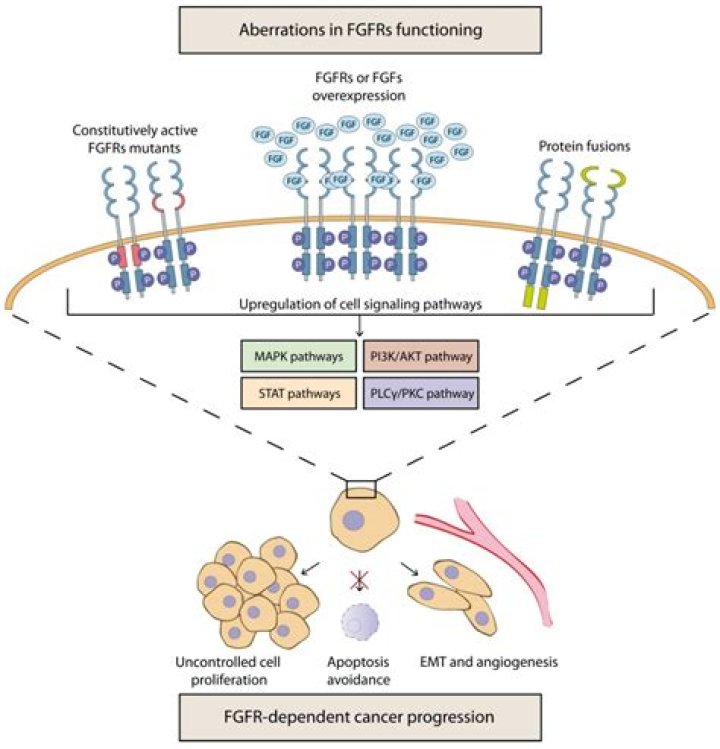 What is FGF treatment?
