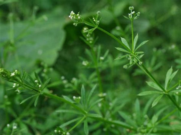 What is Galium Aparine used for?