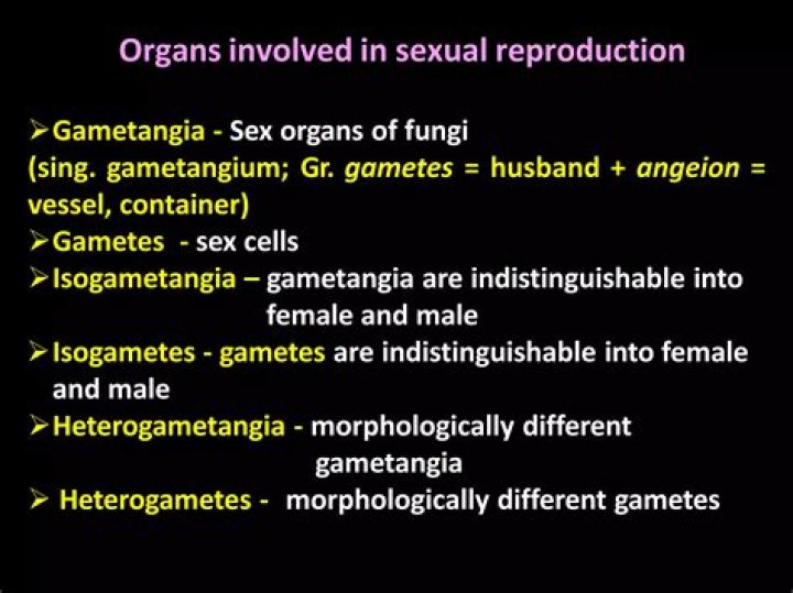 What is gametangia in fungi?