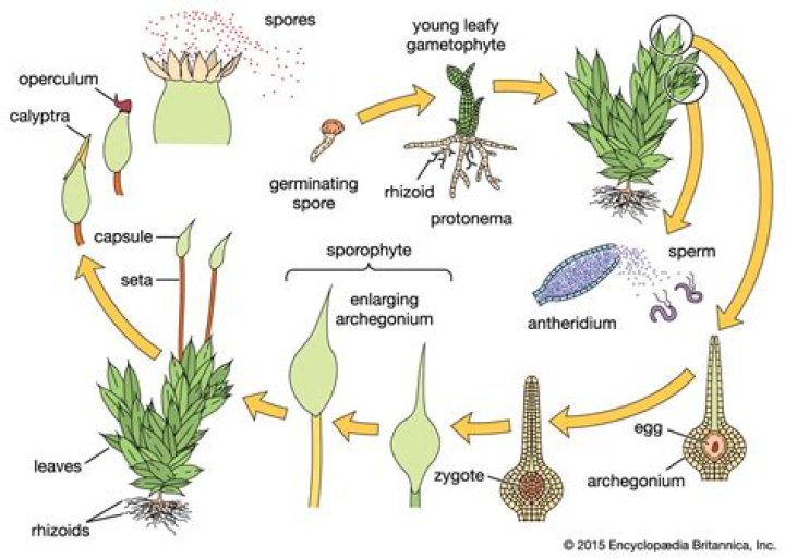 What is Gametophytic generation?