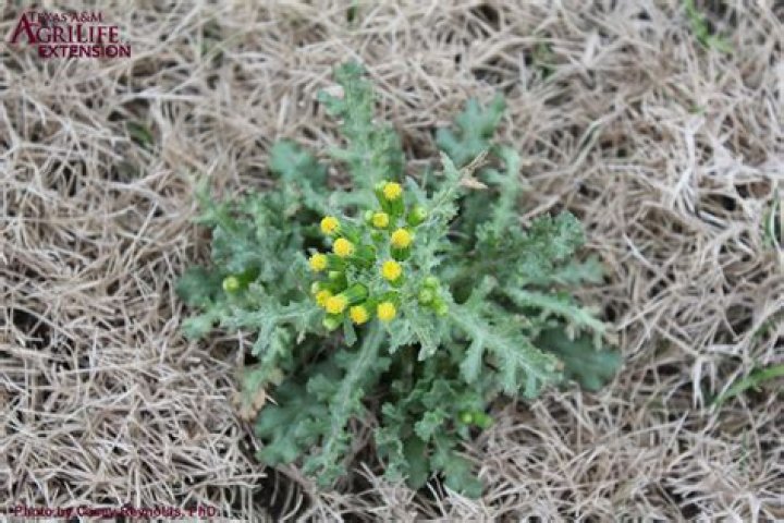 What is groundsel weed?