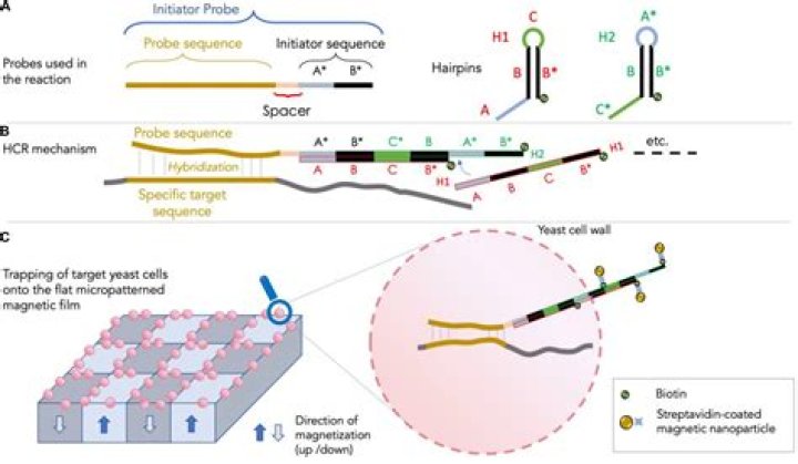What is HCR in situ?