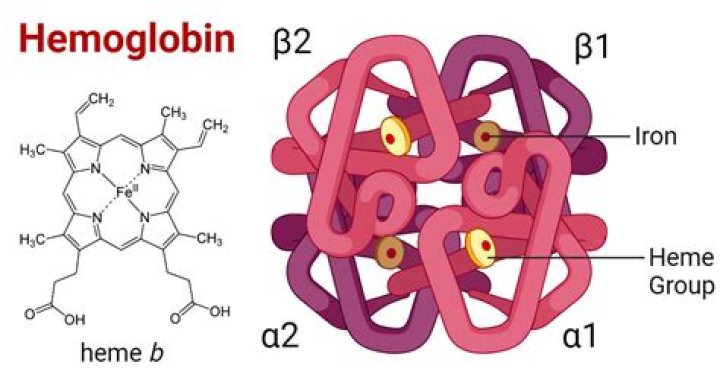 What is hemoglobin type e?