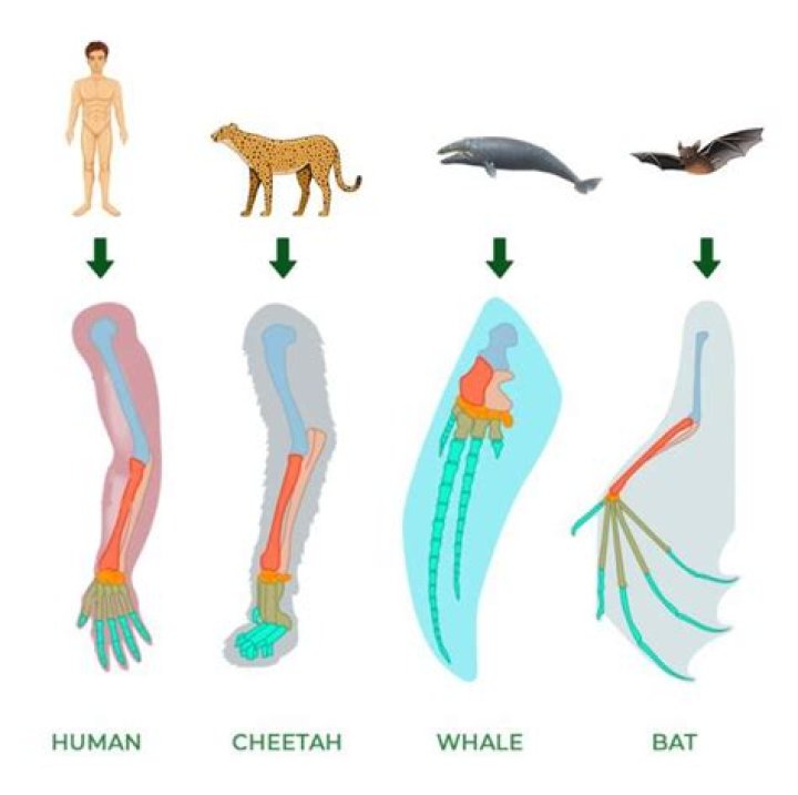 What is homologous characters?