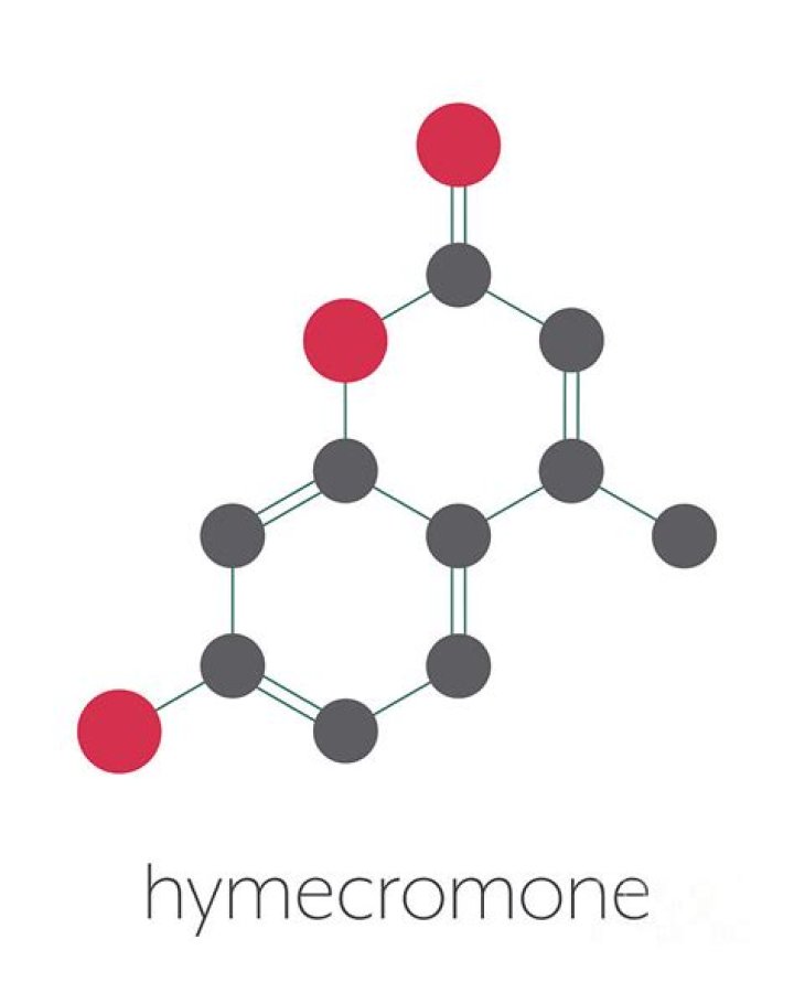 What is hymecromone used for?
