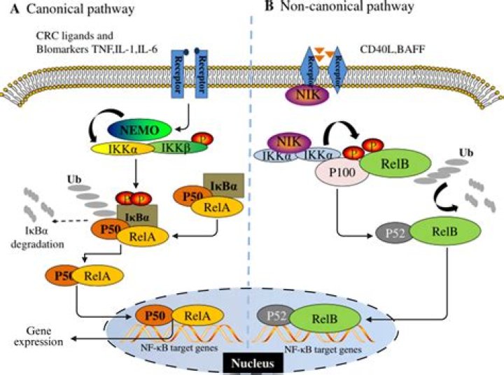 What is IKK in NFKB pathway?
