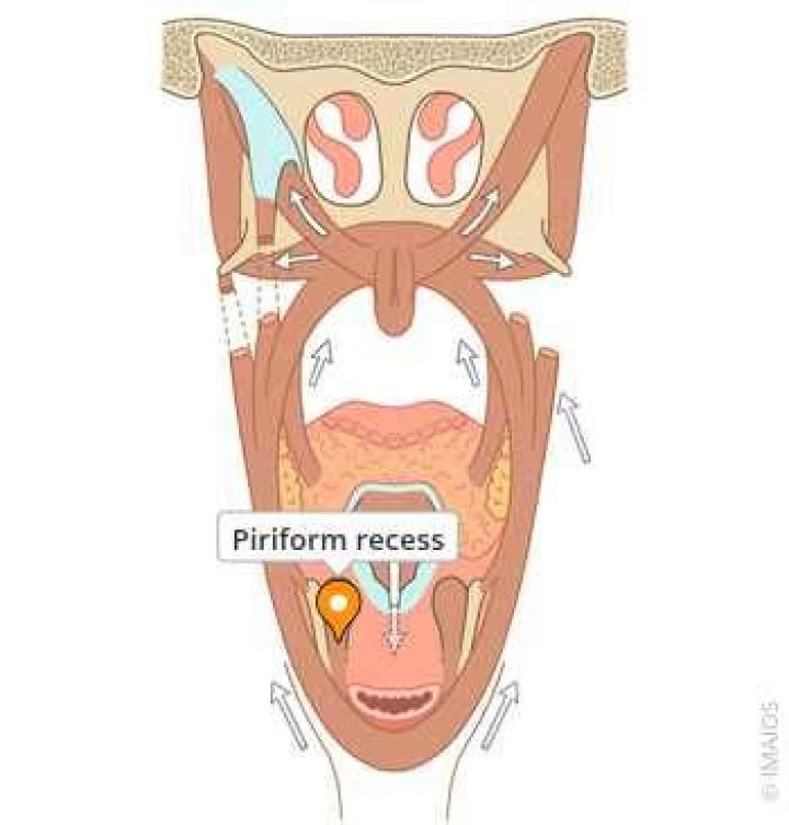 What is in the piriform recess?