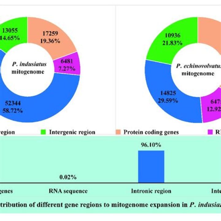 What is intronic and intergenic?