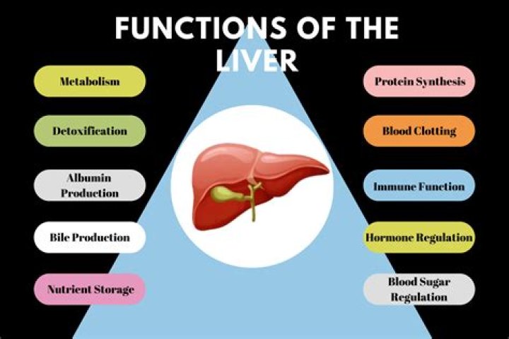 What is liver and its function?
