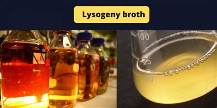 What is Lysogeny broth made of?