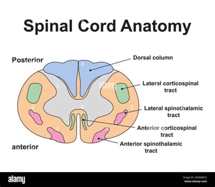 What is mammal spinal cord?