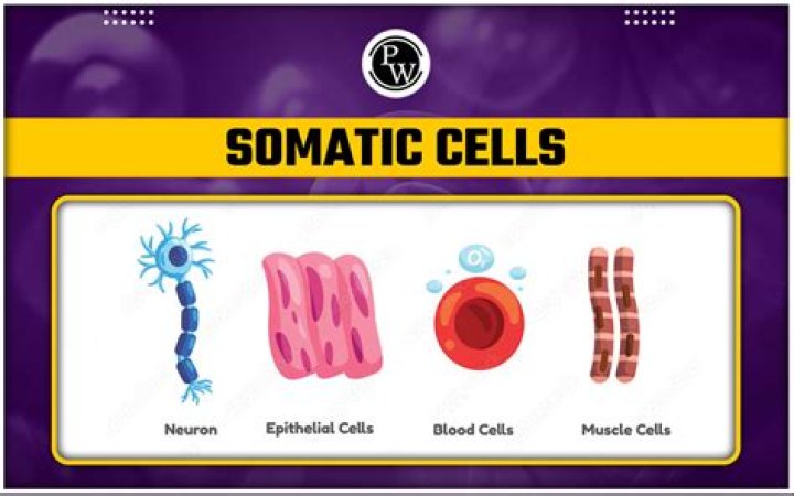 What is meant by somatic cell?