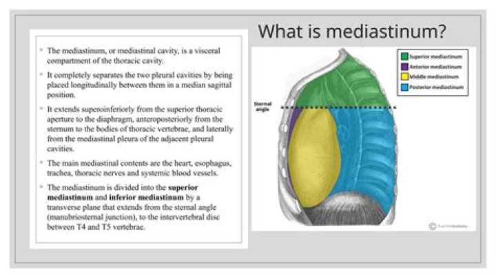 What is mediastinum in lung?