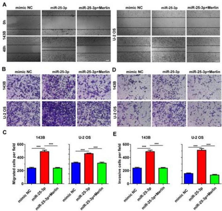 What is MicroRNA hsa-mir-25-3p?