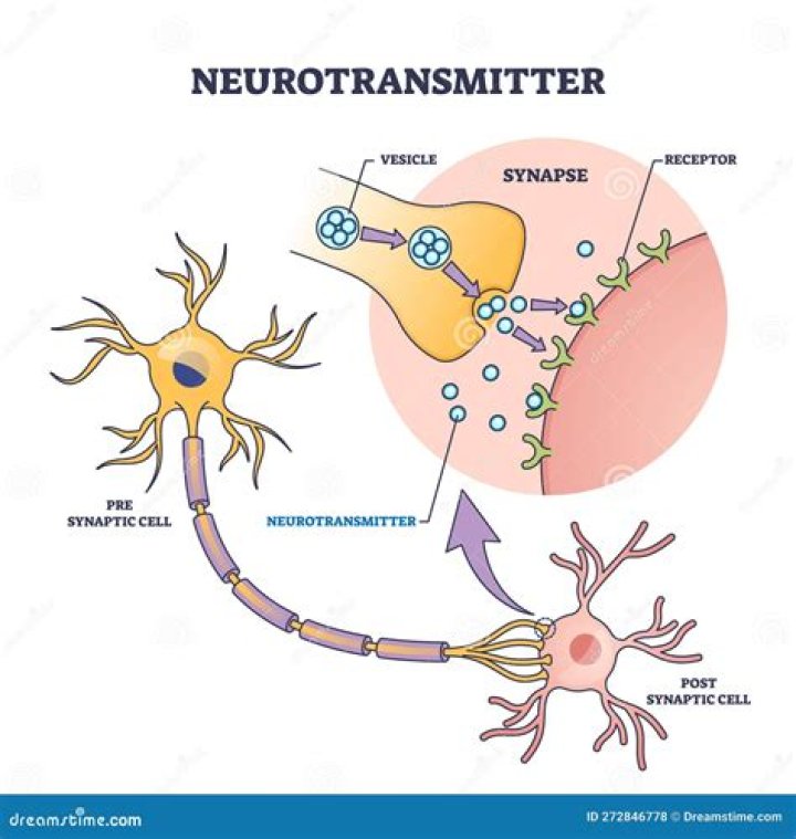 What is NANC neurotransmitter?