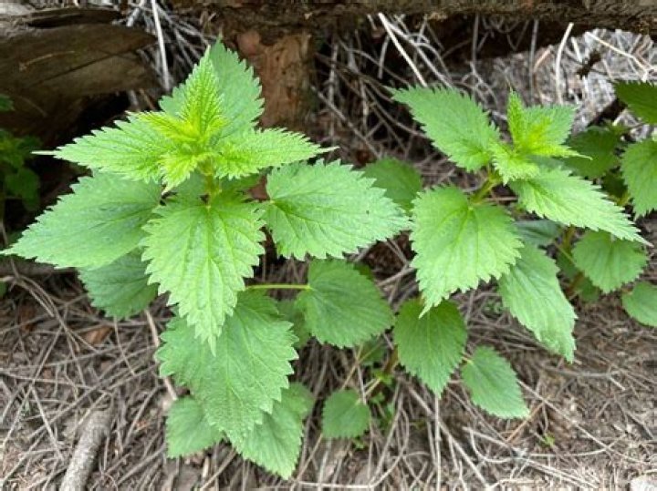 What is nettle seed good for?