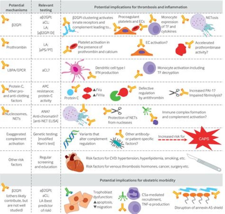 What is normal range for antiphospholipid antibody?